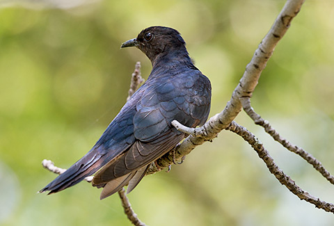 Black Cuckoo